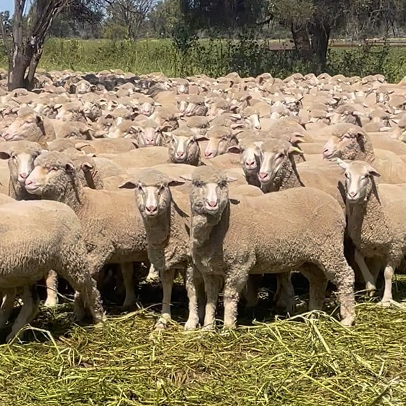 First cross Sovereign sired lambs